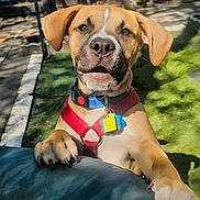 Kyaos is registered to the contest to win money with this photo: animal, backyard, brown, collar, cute, dog, ears, grass, harness, looking, nose, outdoor, paw, pet, playful, puppy, shadow, sunlight, tag, young