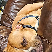 Kyaos is registered to the contest to win money with this photo: brown_dog, close_up, couch, cozy, dog, eyes, floppy_ears, furniture, harness, home, indoors, leather, pet, portrait, relaxed, resting, sleeping, snout, white_markings, wrinkled_face