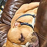 brown_dog, close_up, couch, cozy, dog, eyes, floppy_ears, furniture, harness, home, indoors, leather, pet, portrait, relaxed, resting, sleeping, snout, white_markings, wrinkled_face