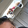 backseat, car_interior, car_seat, dog, eyelashes, happy, harness, leash, passenger, pet, portrait, puppy, road_trip, seat_headrest, seatbelt, selfie, smiling_woman, sunglasses, window, woman