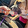 car_dashboard, car_interior, chain, closeup, collar, dashboard_controls, dog, human_hand, inside_car, lap, licking, nails, paw, pink_blanket, puppy, seatbelt, sunlight, treat, whiskers, wooden_spoon