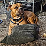 Kyaos is registered to the contest to win money with this photo: animal, brown_dog, bulldog, canine, carpet, collar, cushion, dog, entertainment_center, harness, home, indoors, living_room, lying_down, pet, photograph, portrait, rug, short_hair, sitting
