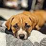 bed, blanket, bokeh, brown_fur, close_up, cozy, cute, dog, domestic, ears, eyes, indoor, nose, pet, portrait, puppy, resting, shallow_depth_of_field, snout, white_marking