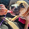 car_interior, car_seat, close_up, collar, dashboard, dog, drool, human_hand, leash, lick, nails, paw, pink_blanket, puppy, radio, rings, road_trip, seatbelt, sunlight, tongue