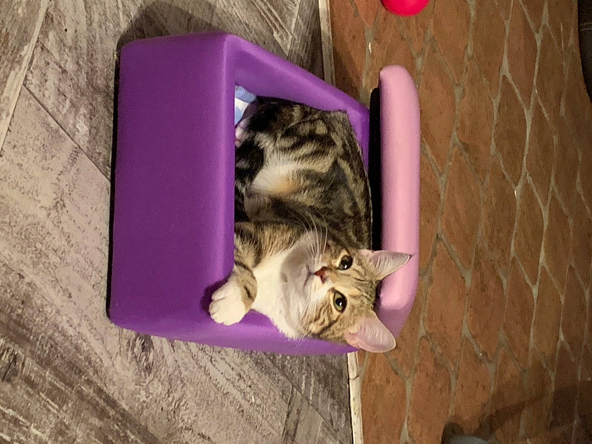 Cléa a rejoint le concours — aidez-le/la à gagner de superbes lots ! brick, brickwork, carnivore, cat, domestic_short_haired_cat, felidae, fur, magenta, paw, pet_supply, pink, purple, small_to_medium_sized_cats, snout, tabby_cat, tail, violet, whiskers