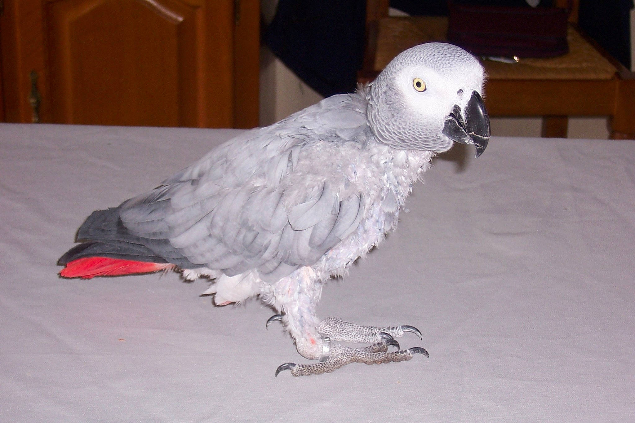 Fanny participe au concours pour gagner de l'argent avec cette photo : african_grey, balance, beak, bird, cabinetry, cockatoo, drawer, event, feather, grey, natural_material, parrot, tail, wing