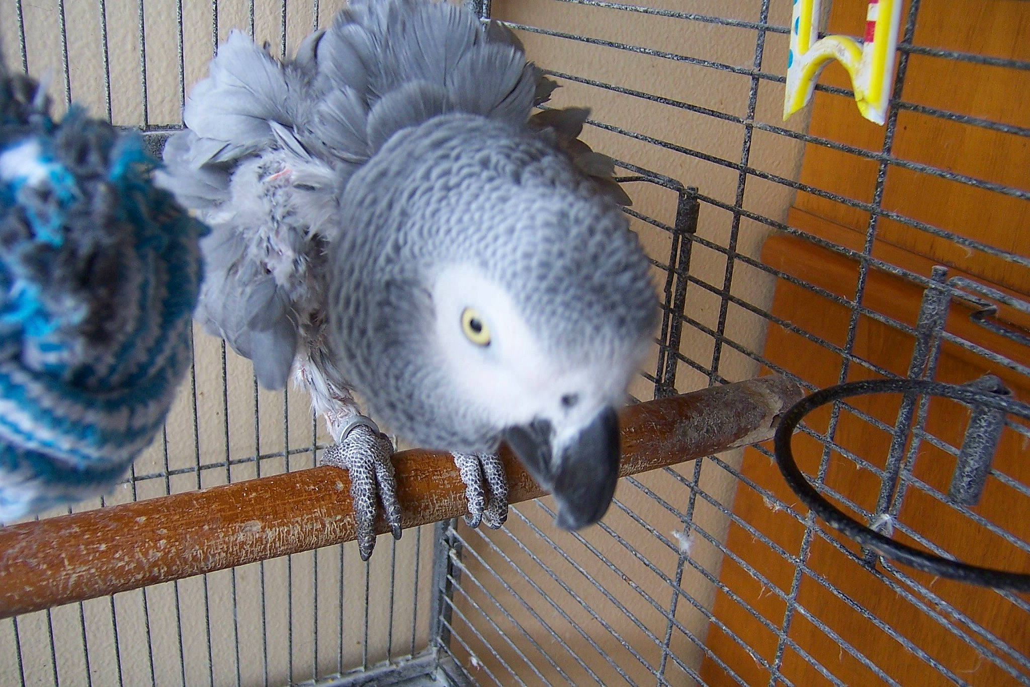 Fanny a rejoint le concours — aidez-le/la à gagner de superbes lots ! african_grey, animal_shelter, beak, bird, bird_supply, cage, feather, grey, lovebird, mesh, metal, parakeet, parrot, pattern, pet_supply, steel, tail, wildlife, wing, wood