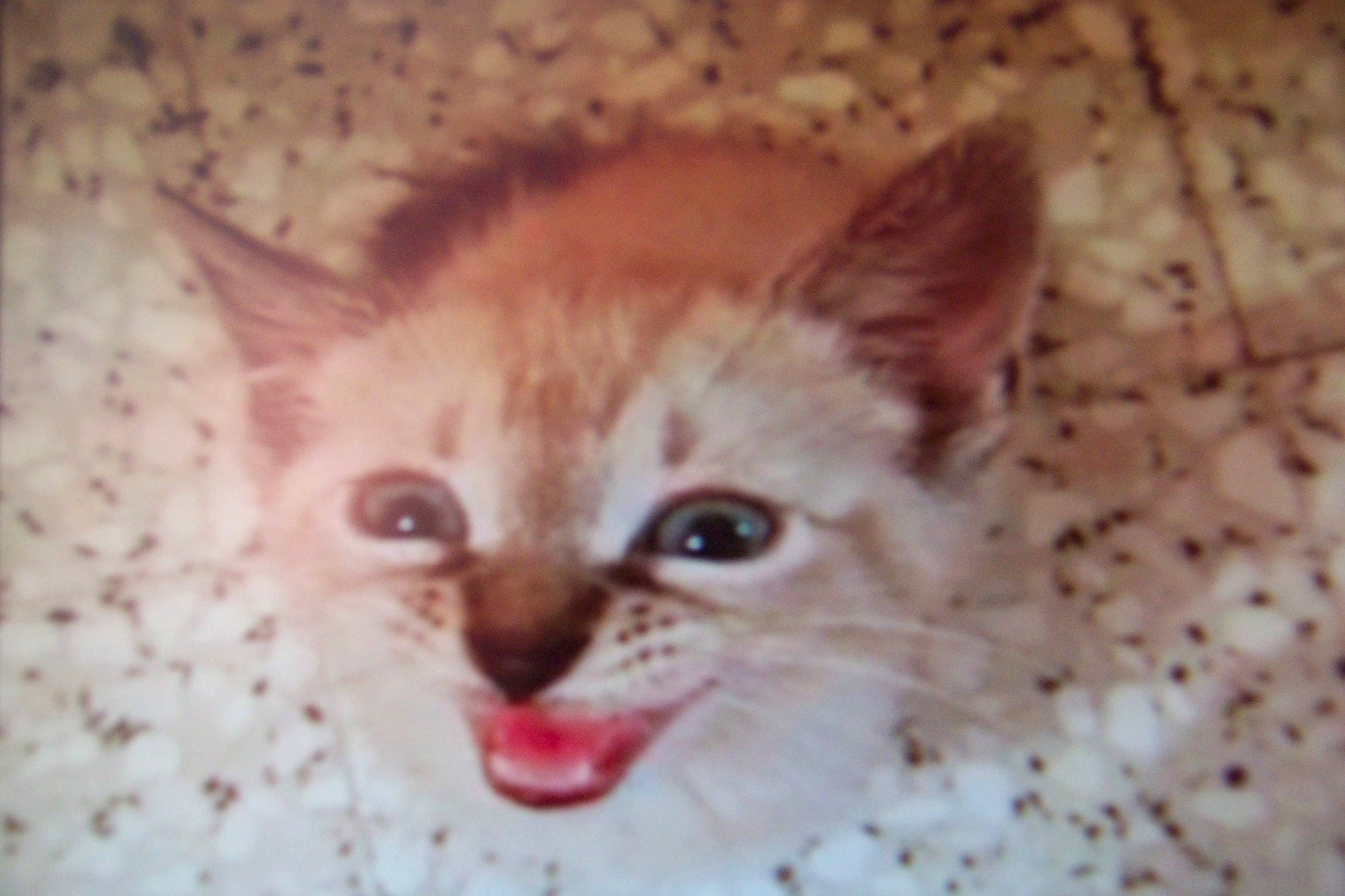 Nala participe au concours pour gagner de l'argent avec cette photo : carnivore, cat, domestic_short_haired_cat, eye, fang, fawn, felidae, fur, head, paw, photo_caption, small_to_medium_sized_cats, snout, tail, terrestrial_animal, whiskers, wildlife