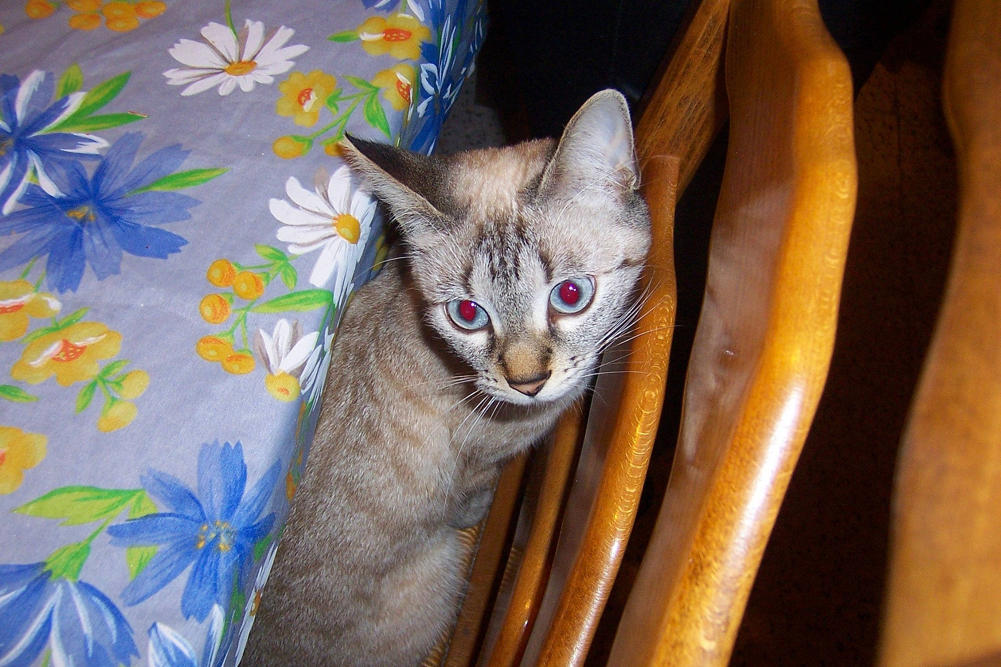 Nala a rejoint le concours — aidez-le/la à gagner de superbes lots ! carnivore, cat, comfort, domestic_short_haired_cat, fawn, felidae, fur, linens, small_to_medium_sized_cats, snout, tail, terrestrial_animal, whiskers, wood