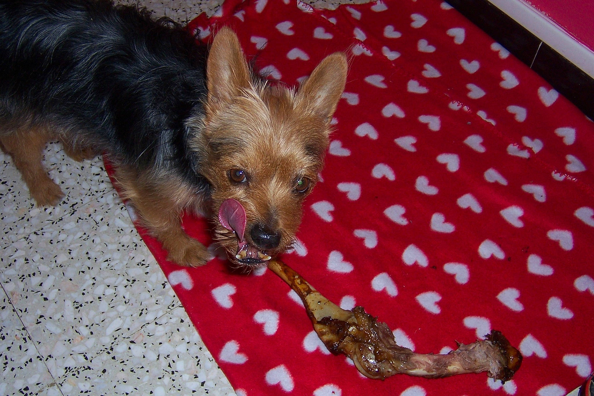 Graillou a rejoint le concours — aidez-le/la à gagner de superbes lots ! canidae, carnivore, companion_dog, corgi_chihuahua, dog, dog_breed, fawn, fur, linens, liver, pattern, snout, sporting_group, terrestrial_animal, terrestrial_plant, toy_dog, whiskers