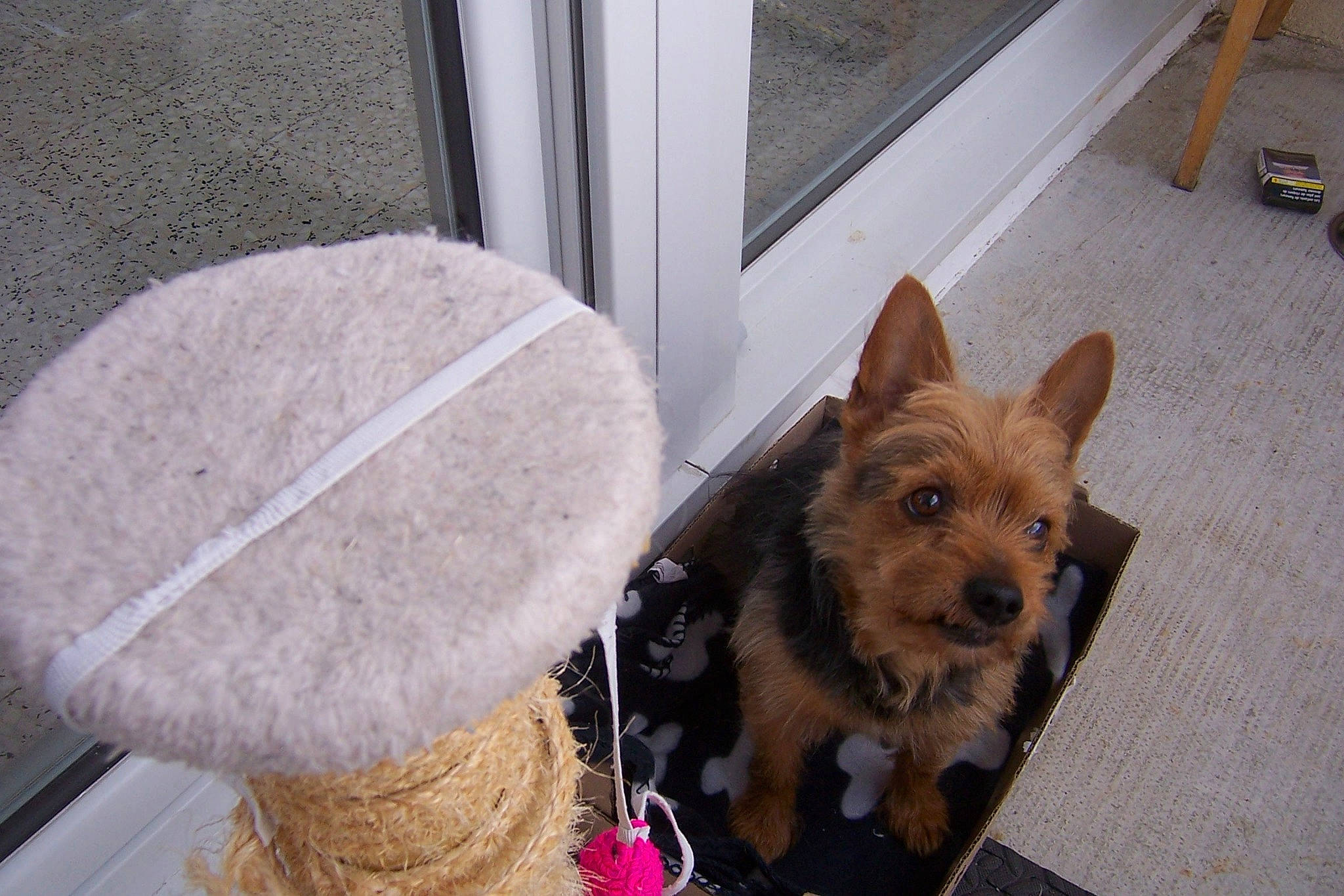 Graillou a rejoint le concours — aidez-le/la à gagner de superbes lots ! cap, carnivore, collar, companion_dog, costume_hat, dog, dog_breed, dog_supply, fashion_accessory, fawn, fedora, fur, hat, party_hat, pet_supply, snout, sporting_group, toy_dog, working_animal, yorkshire_terrier