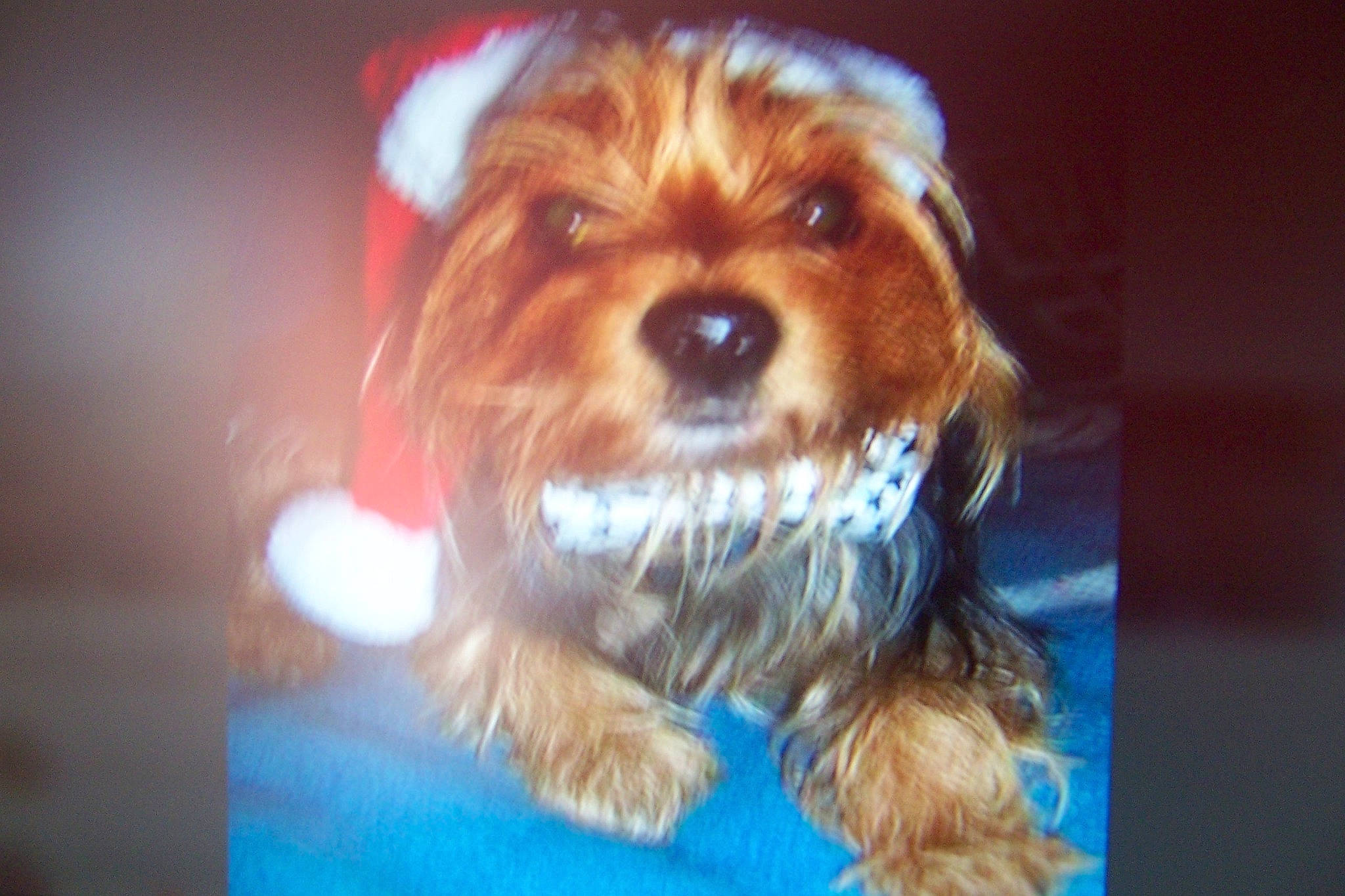 Graillou participe au concours pour gagner de l'argent avec cette photo : biewer_terrier, canidae, carnivore, companion_dog, dog, dog_breed, electric_blue, fawn, fur, liver, maltepoo, puppy, small_terrier, snout, sporting_group, terrier, toy_dog, whiskers, working_animal