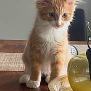 Caramel is registered to the contest to win money with this photo: animal, apple_shape, cat, close_up, curious, domestic_cat, feline, fluffy, fur, indoor, kitten, orange_cat, pet, sitting, table, tray, white_fur, wooden_table, yellow_object, young_cat