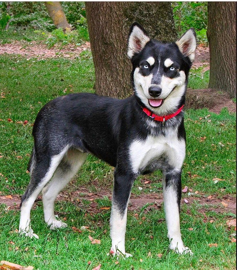 Anastasia joined the competition — help win amazing prizes! ancient_dog_breeds, canidae, carnivore, collar, companion_dog, dog, dog_breed, dog_collar, dog_supply, fashion_accessory, grass, leash, non_sporting_group, plant, recreation, snout, sporting_group, tail, working_animal, working_dog