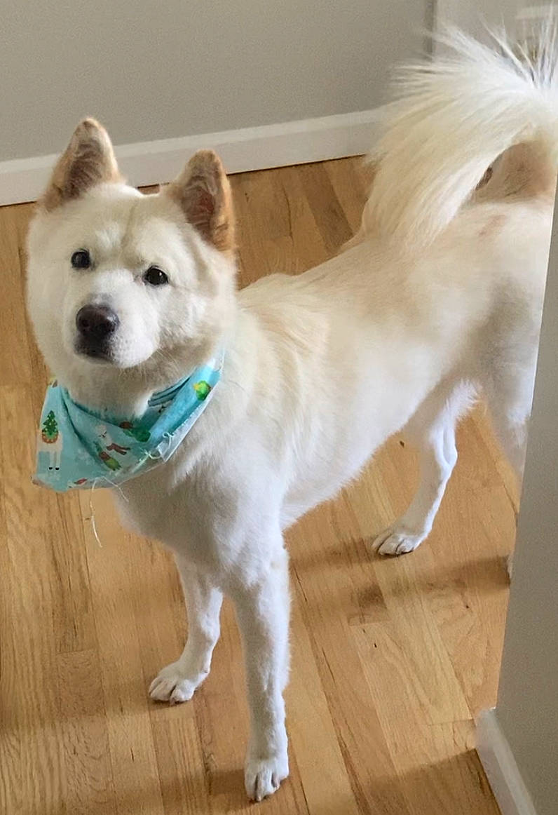 Benson joined the competition — help win amazing prizes! canidae, carnivore, collar, companion_dog, dog, dog_breed, dog_supply, fawn, flooring, fur, hardwood, non_sporting_group, sporting_group, tail, terrestrial_animal, varnish, whiskers, wood, wood_flooring, working_animal