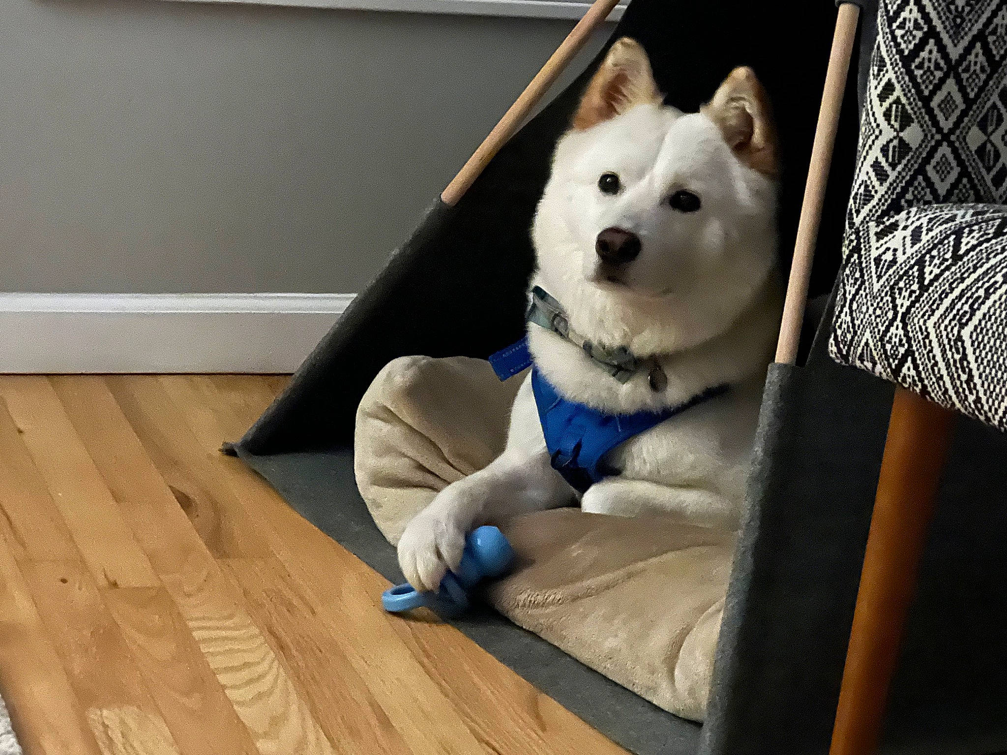 Benson is registered to the contest to win money with this photo: canidae, carnivore, comfort, companion_dog, dog, dog_breed, dog_supply, fawn, flooring, fur, hardwood, laminate_flooring, plank, snout, spitz, sporting_group, varnish, wood, wood_flooring, working_animal