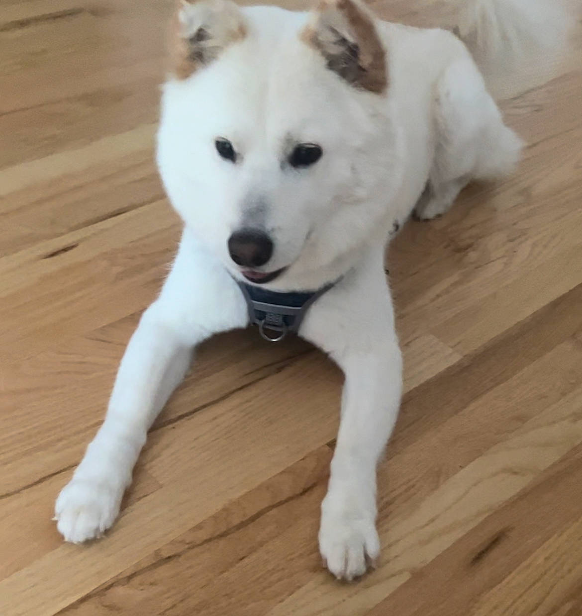 Benson joined the competition — help win amazing prizes! ancient_dog_breeds, carnivore, companion_dog, dog, dog_breed, fawn, floor, flooring, fur, hardwood, laminate_flooring, paw, plank, tail, terrestrial_animal, varnish, wood, wood_flooring, wood_stain, working_animal