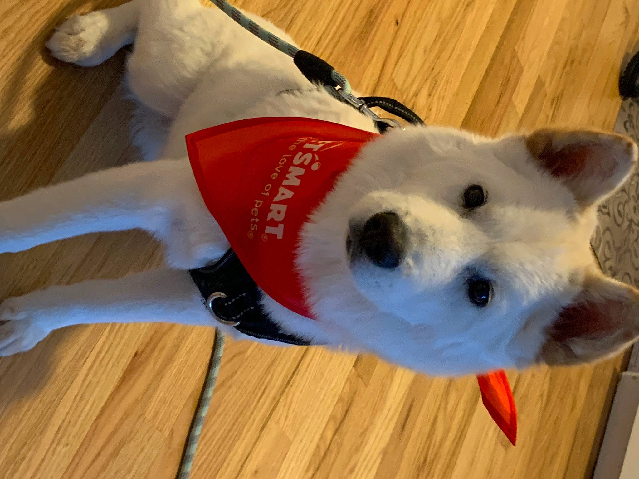 Benson is registered to the contest to win money with this photo: carmine, carnivore, collar, companion_dog, dog, dog_breed, dog_supply, flooring, fur, hardwood, laminate_flooring, plank, snout, tail, terrestrial_animal, varnish, wood, wood_flooring, wood_stain, working_animal