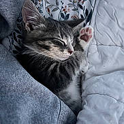 Geraldine joined the competition — help win amazing prizes! kitten, sleeping, paw, blanket, floral_pillow, cozy, cute, pet, fur, grey, white, indoor, resting, peaceful, animal, tabby, soft, snuggle, relaxed, young