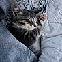 kitten, sleeping, paw, blanket, floral_pillow, cozy, cute, pet, fur, grey, white, indoor, resting, peaceful, animal, tabby, soft, snuggle, relaxed, young