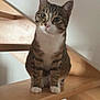 animal, cat, curious, cute, domestic, ears, feline, fur, home, indoor, looking, mammal, paws, pet, sitting, staircase, stairs, tabby, whiskers, wood