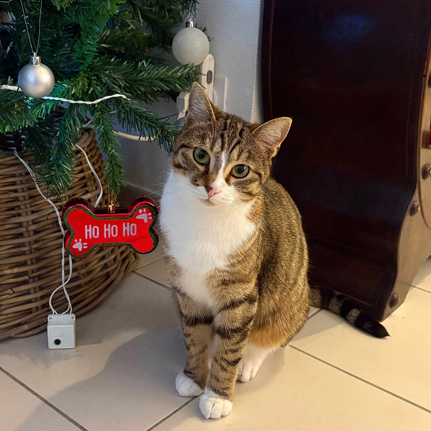 Vanderpoel a rejoint le concours — aidez-le/la à gagner de superbes lots ! animal, basket, cat, christmas, christmas_tree, curious, cute, decorations, festive, floor_tiles, furniture, holiday_decor, indoor, ornaments, pet, red_ornament, sitting, tabby_cat, white_ornament, white_paws