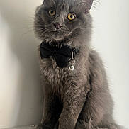 Kakashi joined the competition — help win amazing prizes! animal, bell, bow_tie, cat, close_up, collar, curious, cute, domestic_cat, feline, fluffy, furry, gray_cat, indoor, pet, portrait, sitting, soft_fur, whiskers, yellow_eyes