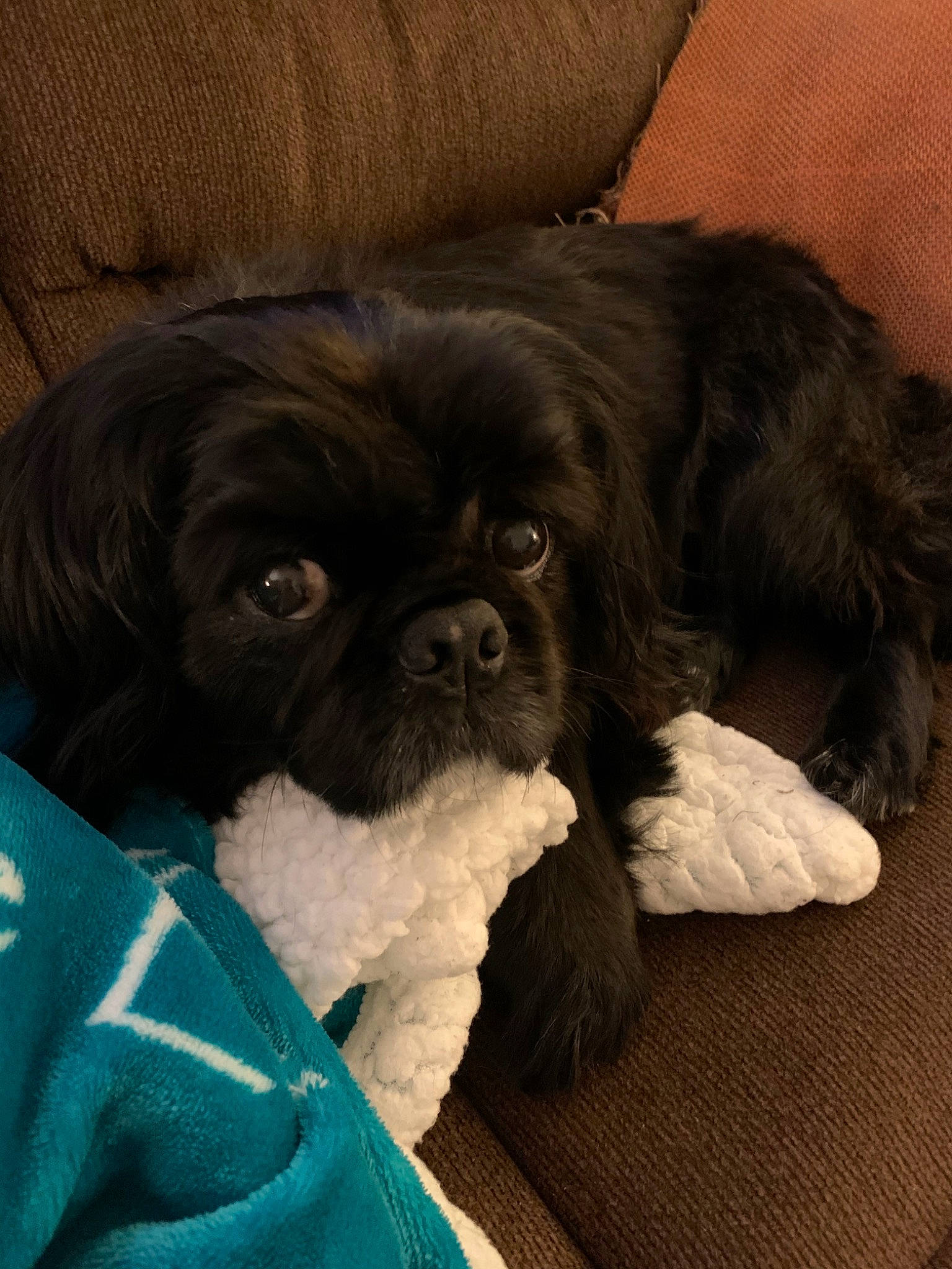 Chin Chin is registered to the contest to win money with this photo: affenpinscher, canidae, carnivore, chinese_imperial_dog, companion_dog, dog, dog_breed, fur, japanese_chin, liver, mammal, pekapoo, pekingese, puppy, rare_breed_dog, snout, sporting_group, tibetan_spaniel, vertebrate