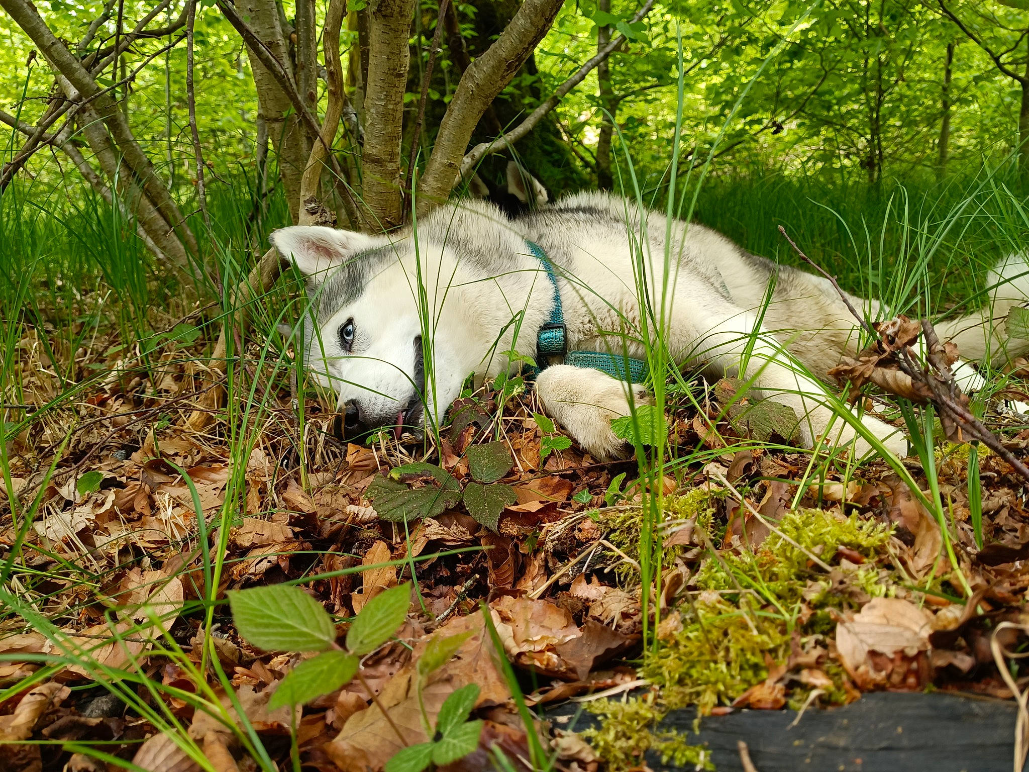 Kronos participe au concours pour gagner de l'argent avec cette photo : canidae, dog_breed, fawn, forest, grass, groundcover, jungle, leaf, natural_landscape, plant, shrub, snout, sporting_group, tail, terrestrial_animal, terrestrial_plant, tree, trunk, wood, woodland