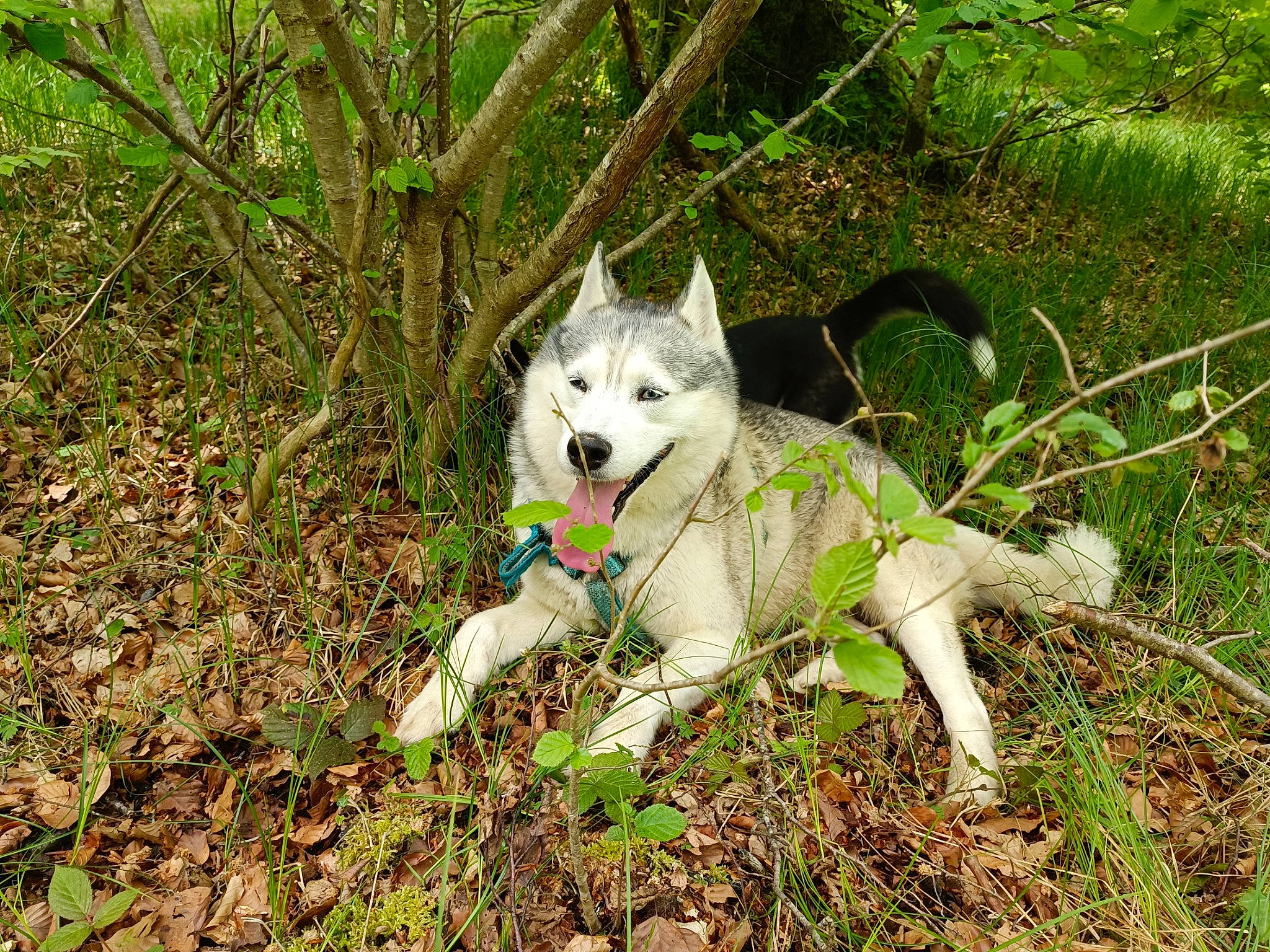 Kronos participe au concours pour gagner de l'argent avec cette photo : american_eskimo_dog, canidae, canis, canis_lupus_tundrarum, carnivore, companion_dog, dog, dog_breed, felidae, fur, grass, groundcover, non_sporting_group, plant, snout, soil, sporting_group, tail, terrestrial_animal, wolf