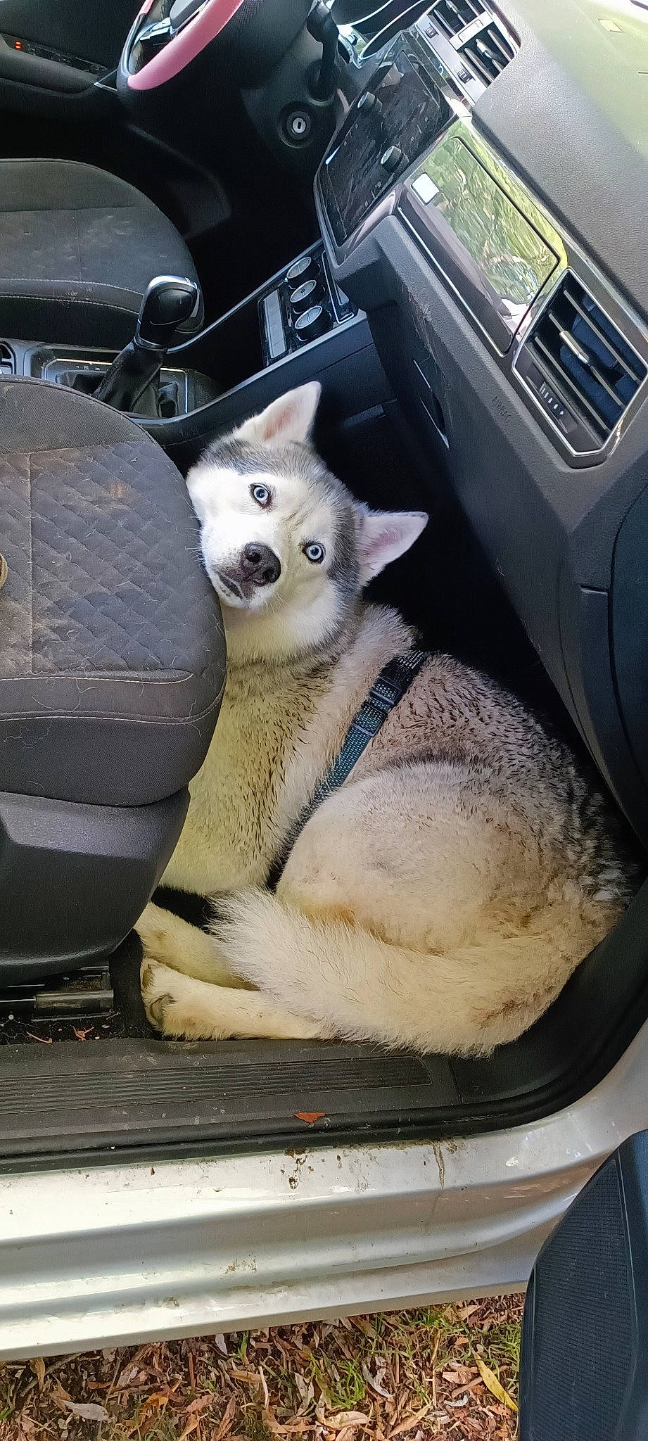 Kronos a rejoint le concours — aidez-le/la à gagner de superbes lots ! auto_part, automotive_design, automotive_exterior, automotive_tire, automotive_wheel_system, canidae, car, carnivore, companion_dog, dog, dog_breed, fawn, fur, gas, grille, hood, metal, motor_vehicle, snout, terrestrial_animal