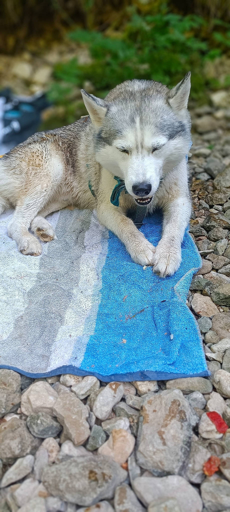 Kronos a rejoint le concours — aidez-le/la à gagner de superbes lots ! ancient_dog_breeds, canidae, canis, carnivore, claw, cobblestone, dog, dog_breed, electric_blue, fur, rock, snout, soil, terrestrial_animal, whiskers, wildlife, wolf, working_dog