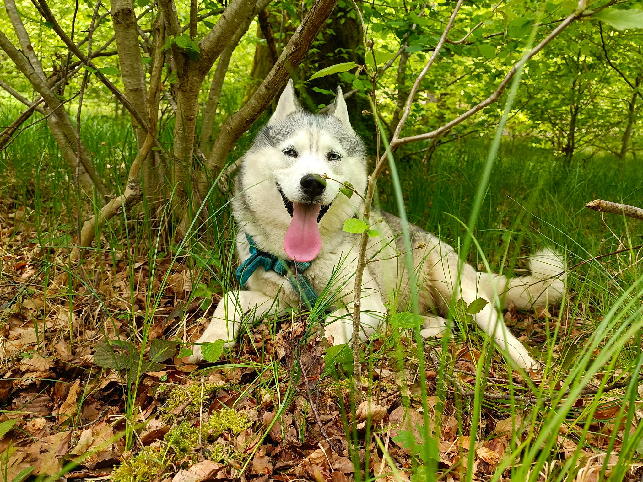 Kronos participe au concours pour gagner de l'argent avec cette photo : adventure, canidae, carnivore, companion_dog, dog, dog_breed, fang, fawn, forest, grass, plant, recreation, snout, sporting_group, tail, terrestrial_animal, tree, woodland, working_animal, working_dog