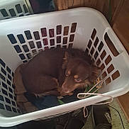 Taco is registered to the contest to win money with this photo: dog, laundry_basket, clothes, brown_dog, curled_up, floor, slippers, carpet, wooden_wall, indoor, pet, resting, cozy, curious_eyes, household, casual, small_dog, looking_up, basket_handle, domestic
