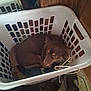 dog, laundry_basket, clothes, brown_dog, curled_up, floor, slippers, carpet, wooden_wall, indoor, pet, resting, cozy, curious_eyes, household, casual, small_dog, looking_up, basket_handle, domestic