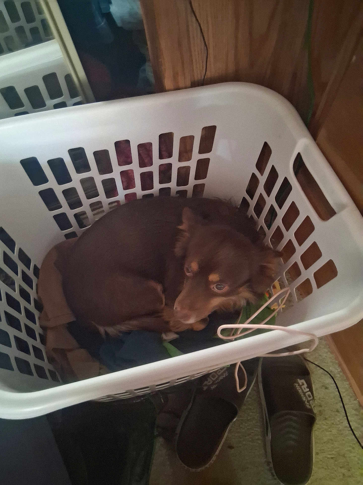 Taco is registered to the contest to win money with this photo: dog, laundry_basket, clothes, brown_dog, curled_up, floor, slippers, carpet, wooden_wall, indoor, pet, resting, cozy, curious_eyes, household, casual, small_dog, looking_up, basket_handle, domestic