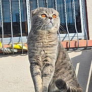 Nicky participe au concours pour gagner de l'argent avec cette photo : amber_eyes, animal, bars, cat, curious, feline, fur, outdoor, pet, portrait, reflection, scottish_fold, serene, shiny_surface, sitting, sunlight, tail, urban, whiskers, window
