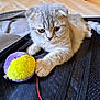 abyssinian, accessories, animal, bag, baggage, bed, cat, couch, furniture, hardwood, homedecor, kitten, linen, manx, pet, purple, sphere, strap, toy, wood