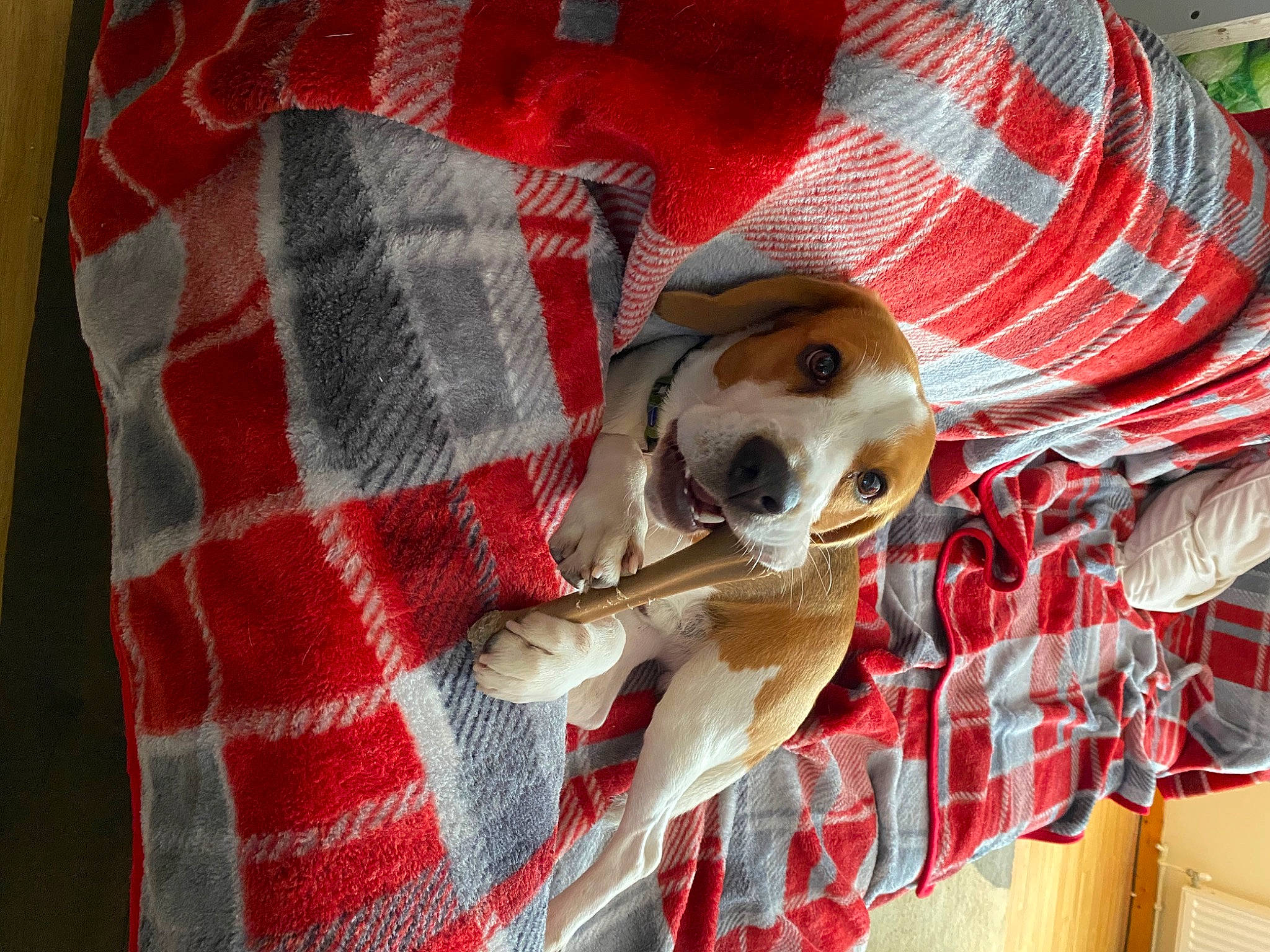 Copper is registered to the contest to win money with this photo: carnivore, collar, companion_dog, dog, dog_breed, dog_clothes, dog_collar, dog_supply, eyewear, fawn, hat, leash, pattern, pet_supply, plaid, snout, sporting_group, tartan, textile, toy_dog