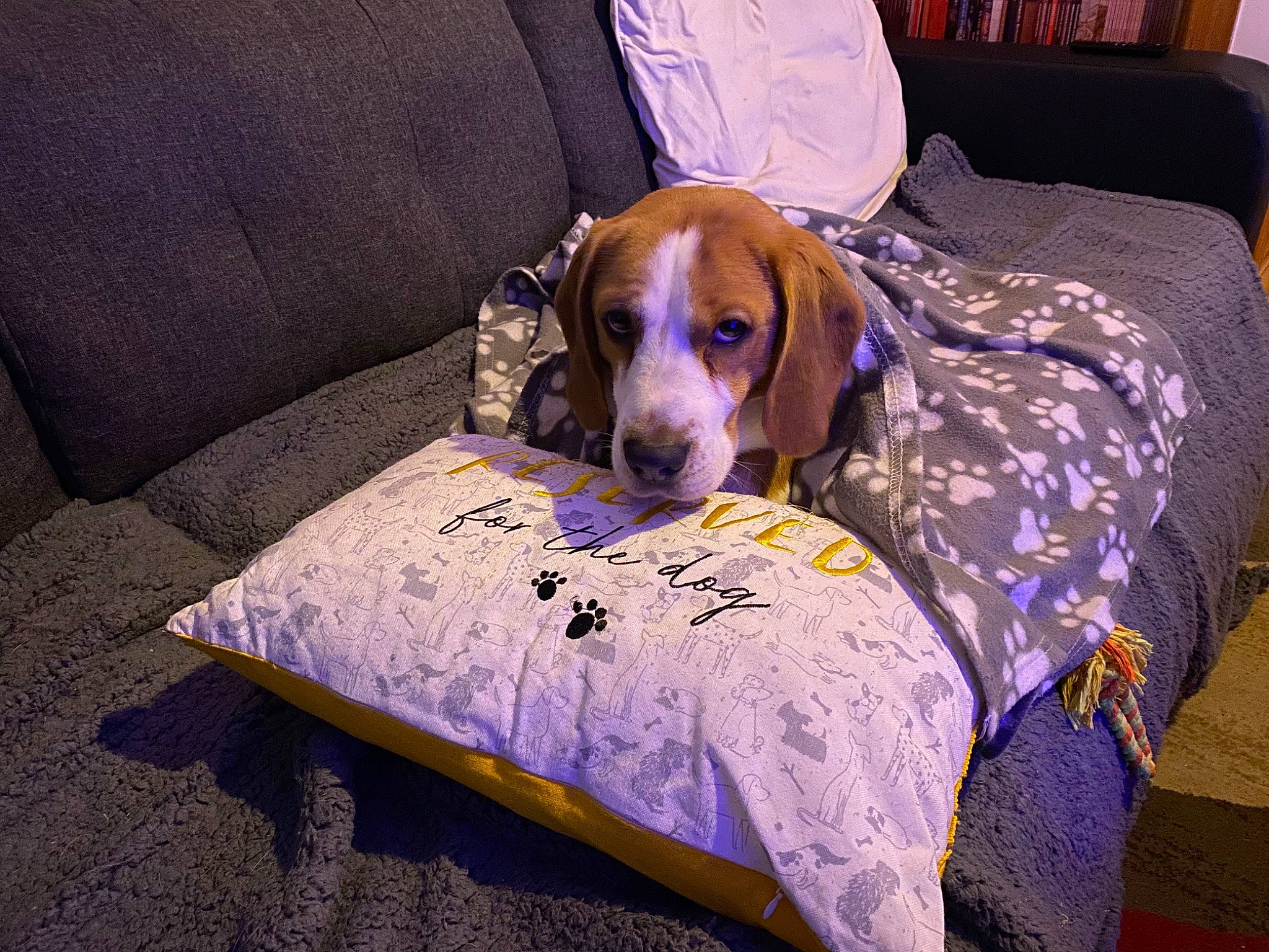 Copper is registered to the contest to win money with this photo: canidae, carnivore, comfort, companion_dog, couch, dog, dog_breed, dog_supply, fawn, flooring, gun_dog, hound, linens, living_room, nap, pet_supply, pillow, scent_hound, sporting_group, working_animal