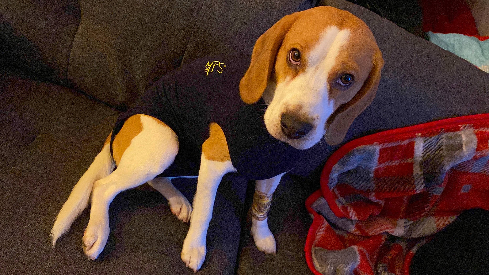 Copper joined the competition — help win amazing prizes! beagle_harrier, canidae, carnivore, companion_dog, dog, dog_breed, dog_supply, fawn, finnish_hound, hound, hunting_dog, paw, pet_supply, scent_hound, snout, sporting_group, tail, whiskers, working_animal