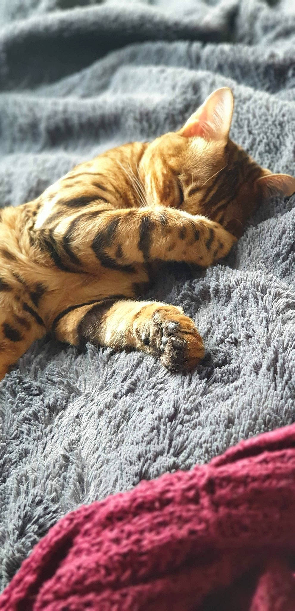 Pakito participe au concours pour gagner de l'argent avec cette photo : bengal, carnivore, cat, claw, domestic_short_haired_cat, dragon_li, european_shorthair, fawn, felidae, fur, kitten, nap, ocicat, pixie_bob, sleep, small_to_medium_sized_cats, tabby_cat, toyger, whiskers