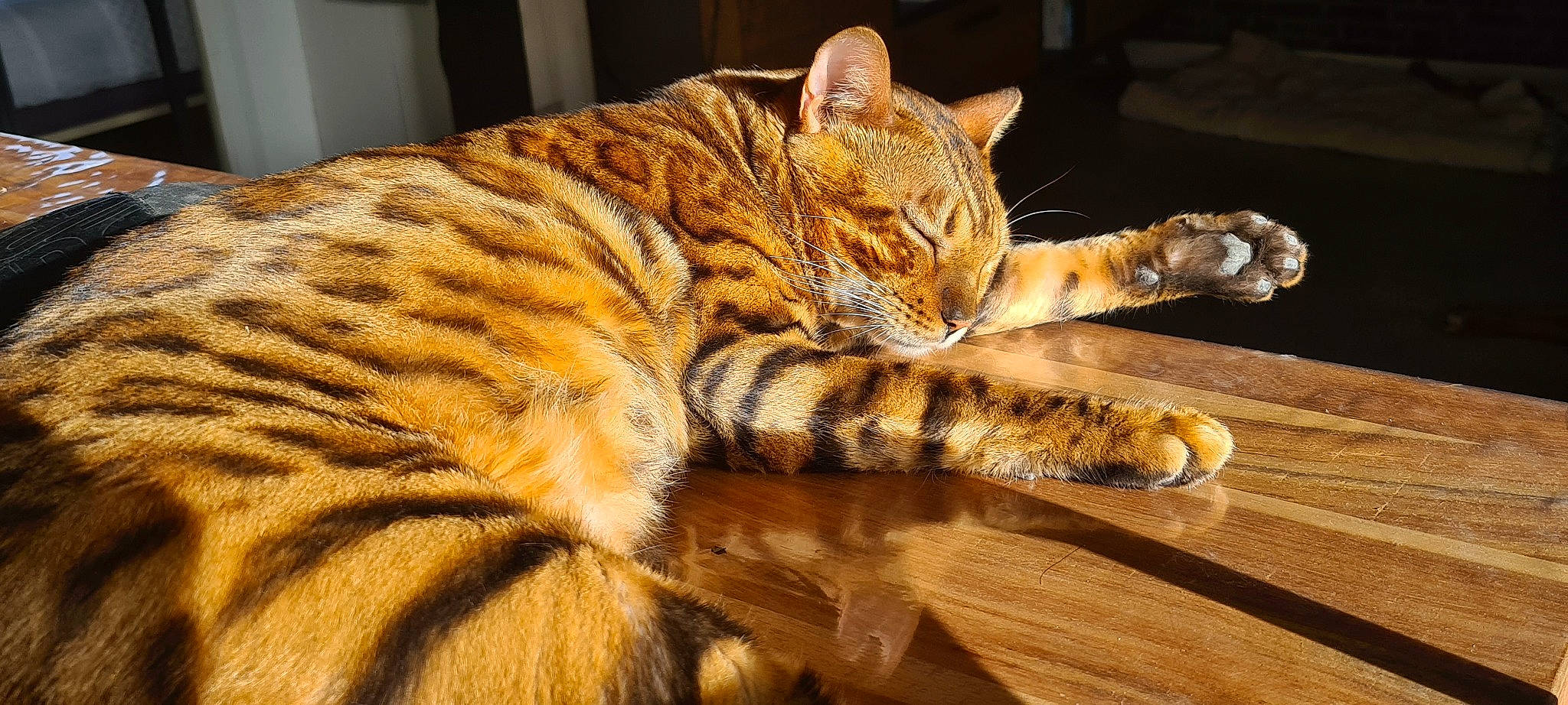 Pakito participe au concours pour gagner de l'argent avec cette photo : american_shorthair, arabian_mau, asian, bengal, california_spangled, carnivore, cat, domestic_short_haired_cat, dragon_li, european_shorthair, felidae, fur, mammal, ocicat, rusty_spotted_cat, small_to_medium_sized_cats, tabby_cat, toyger, vertebrate, whiskers