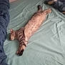 cat, tabby, bed, sleeping, indoor, feline, striped, resting, cozy, pillow, blanket, furniture, pet, animal, domestic, relaxed, cute, mammal, whiskers, fur
