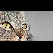 Timinette a rejoint le concours — aidez-le/la à gagner de superbes lots ! cat, close_up, animal, pet, fur, whiskers, eyes, yellow_eyes, gray_fur, portrait, curious, domestic_cat, mammal, face, looking, indoor, feline, whisker, nose, expression