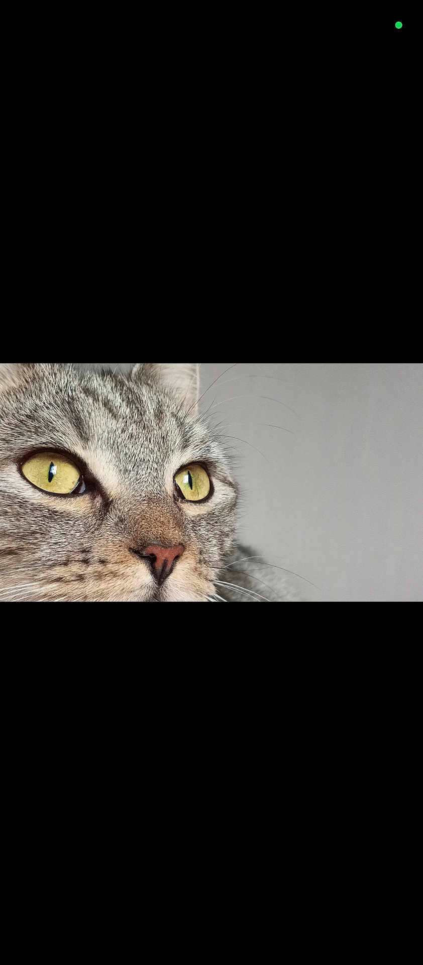 Timinette a rejoint le concours — aidez-le/la à gagner de superbes lots ! cat, close_up, animal, pet, fur, whiskers, eyes, yellow_eyes, gray_fur, portrait, curious, domestic_cat, mammal, face, looking, indoor, feline, whisker, nose, expression