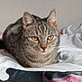 cat, tabby_cat, pet, bed, blanket, indoor, feline, animal, fur, whiskers, ears, yellow_eyes, resting, cute, domestic_animal, striped, cozy, portrait, mammal, sleepy