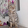 cat, tabby_cat, indoor, sitting, animal, pet, feline, yellow_eyes, striped_fur, wall_art, floral, orchids, grey_surface, domestic_cat, curious, portrait, whiskers, ears, paws, furniture