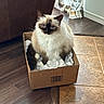 Bella joined the competition — help win amazing prizes! cat, fluffy, blue_eyes, cardboard_box, blanket, indoor, flooring, wood_floor, tile_floor, curtain, home, pet, feline, sitting, cozy, domestic, animal, cute, portrait, relaxed