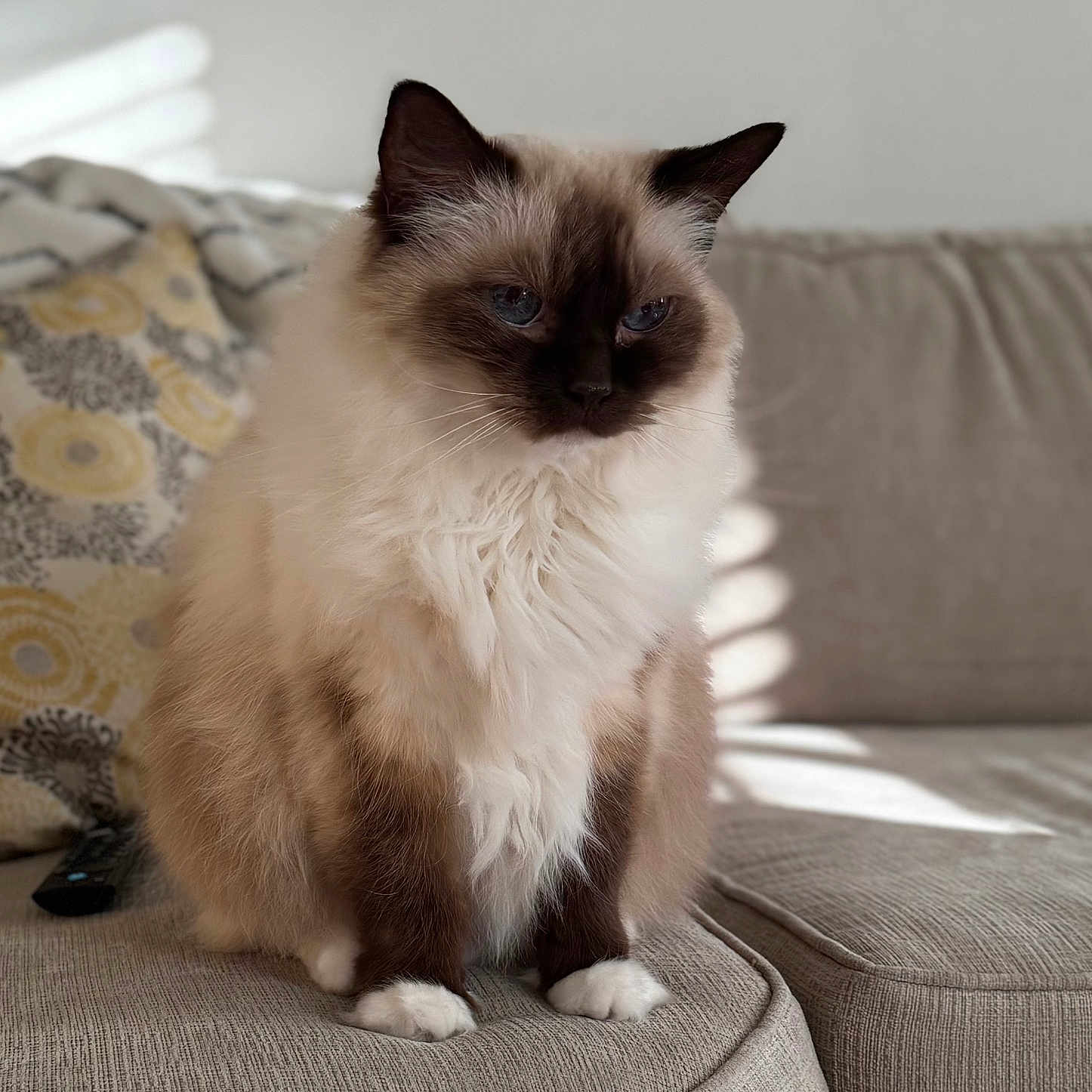 Bella